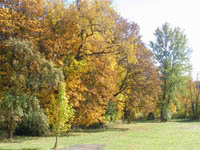 Reds, oranges, yellows.