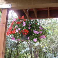 Impatiens on the ground floor patio.