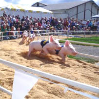The Alaskan pig race is one of the hilarious, fun events at the Lane County Fair.