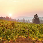 Enjoy Pfeiffer Vinyards and other Willamette Valley wineries.